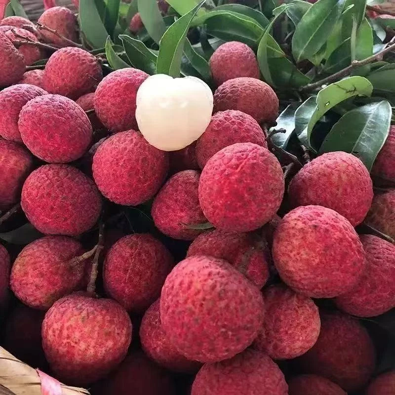 3京东冷链新鲜现摘广东白糖罂老树荔枝清甜多汁当季时令水果