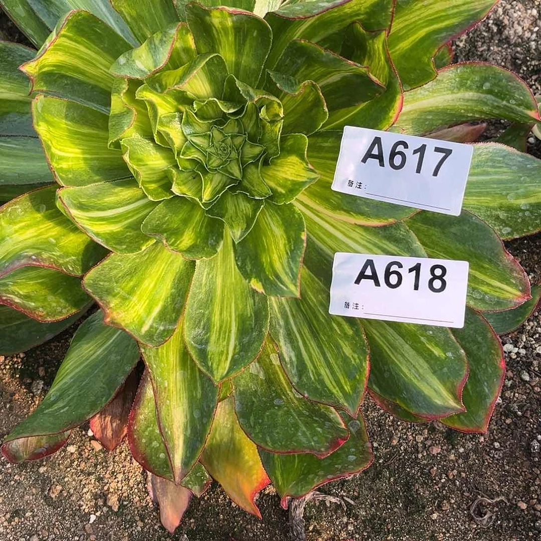 魅影七彩中班多肉植物