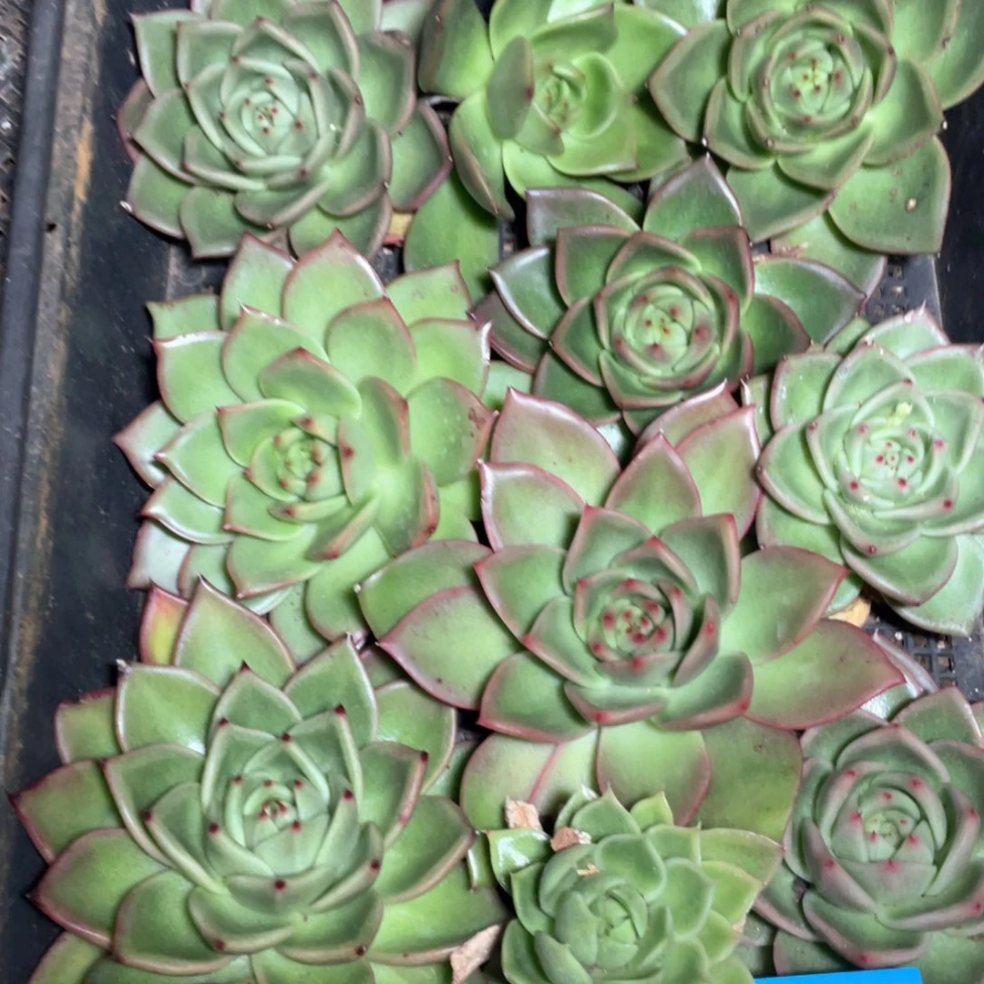 芊***芊一筐特价福利不售后27111