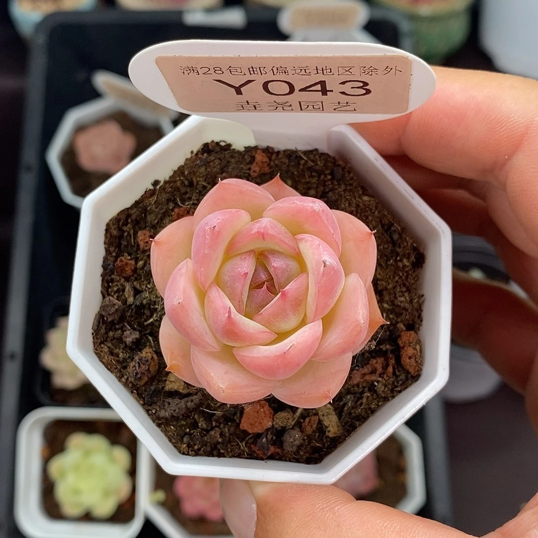 0043 水晶玫瑰 3.5cm
