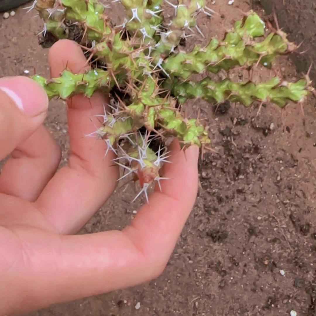 块根植物块根植物