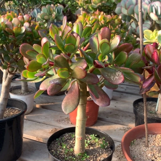 微**徐紫叶脱土发货