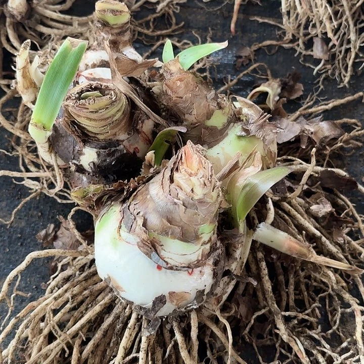 杂交三棵主球7+开花无售后