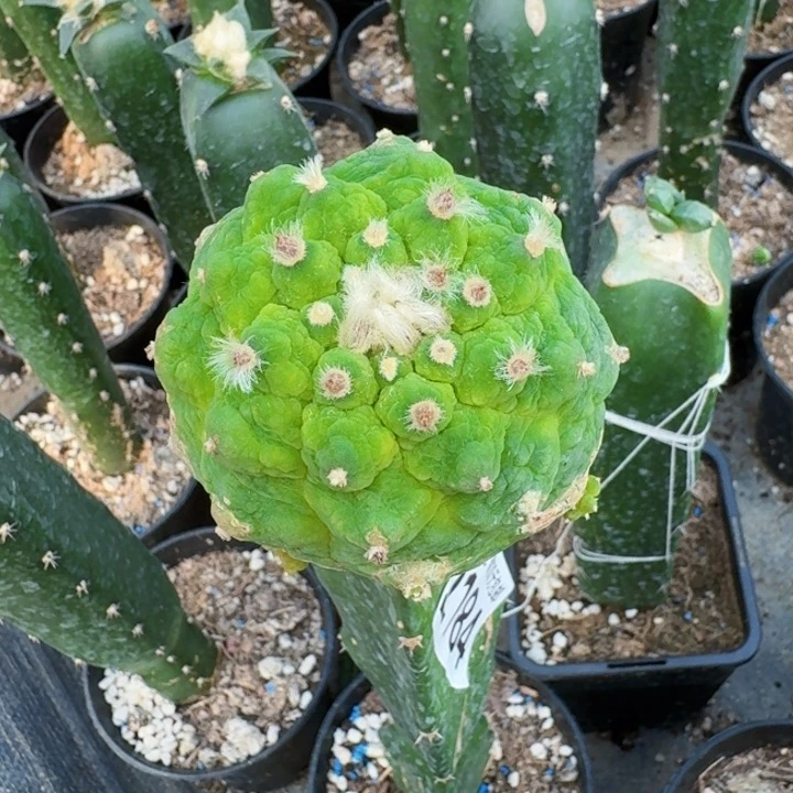 2184黑肌大尤仙仙人球