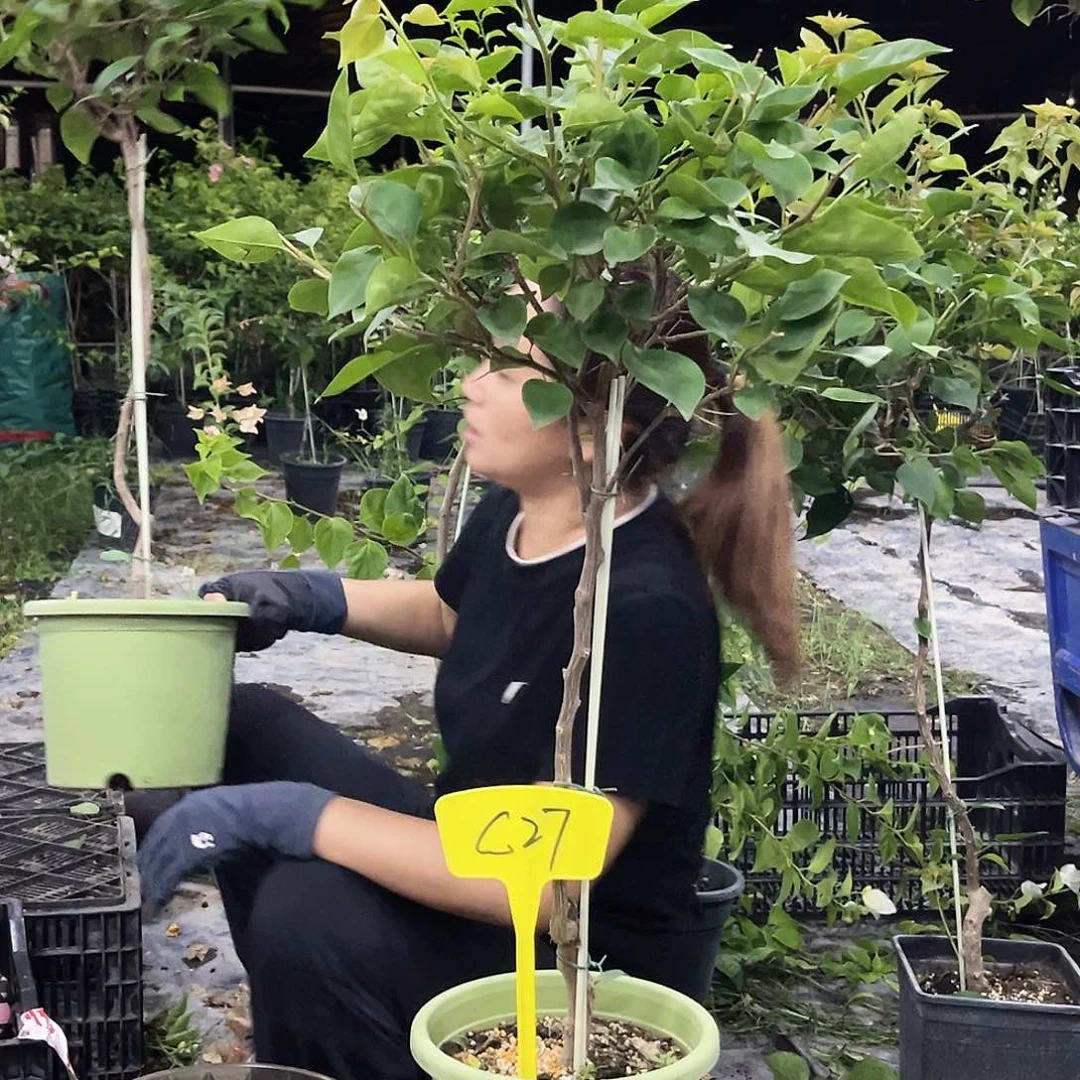 当前无花栽培后可以开花?****?C27金色光辉
