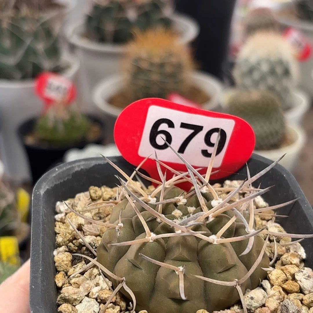 妙***冰仙人球实生仙人球