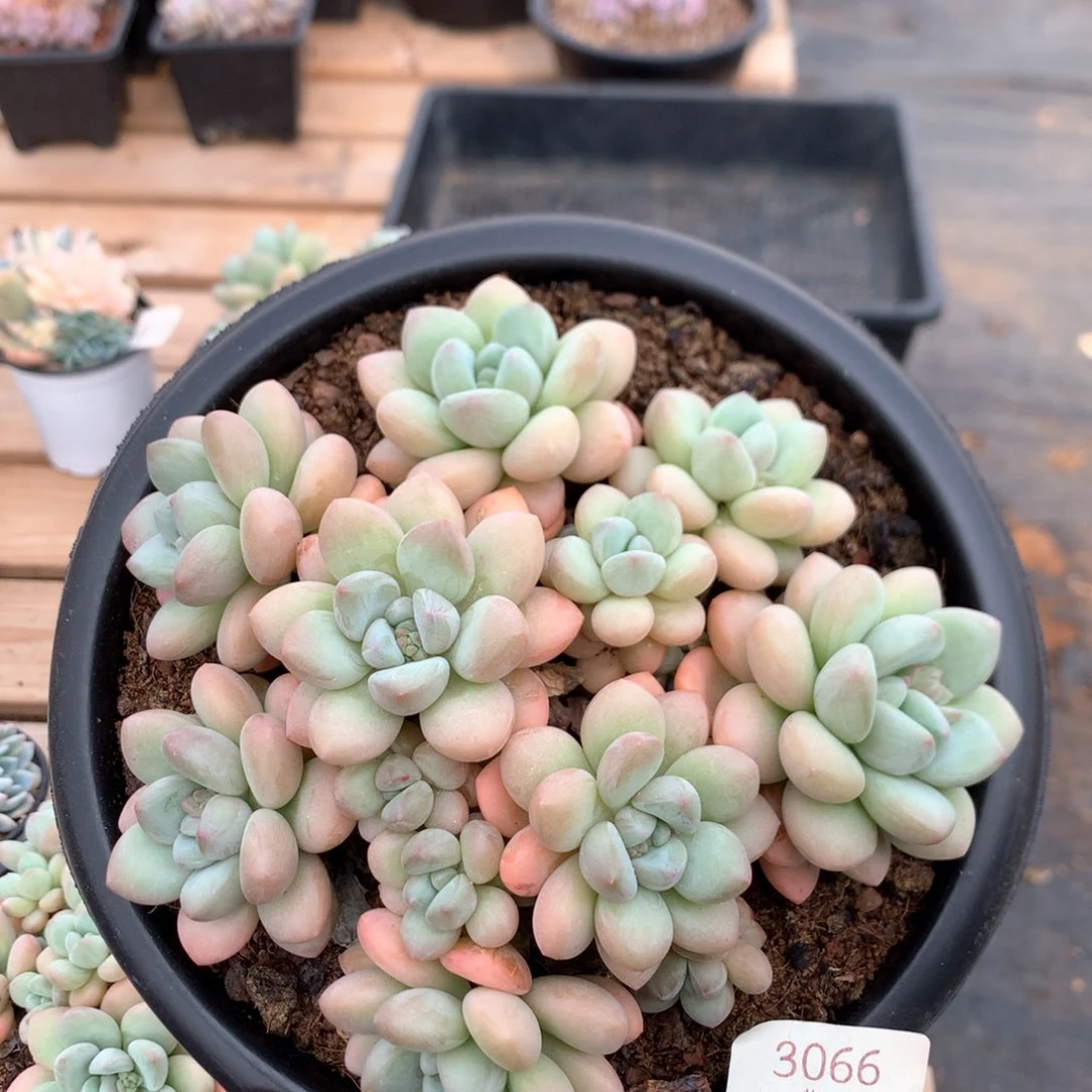 17厘米13头泡泡糖3066