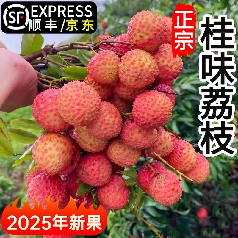 【顺丰京东冷链直发】茂名高州桂味荔枝现摘现发当季新鲜水果