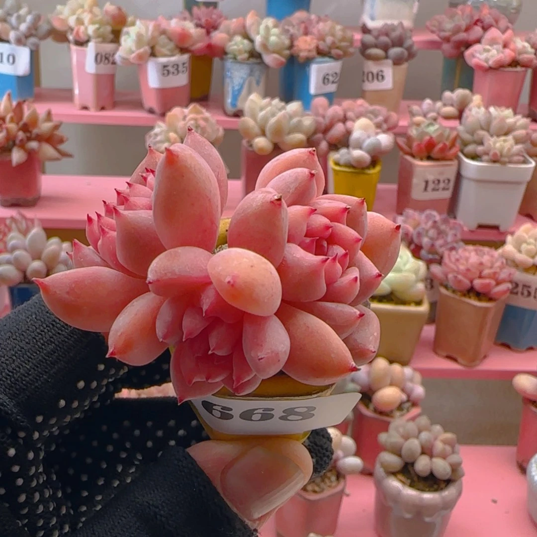 墨**Q霜花668 ，带盆土发货，满38包邮非偏远。