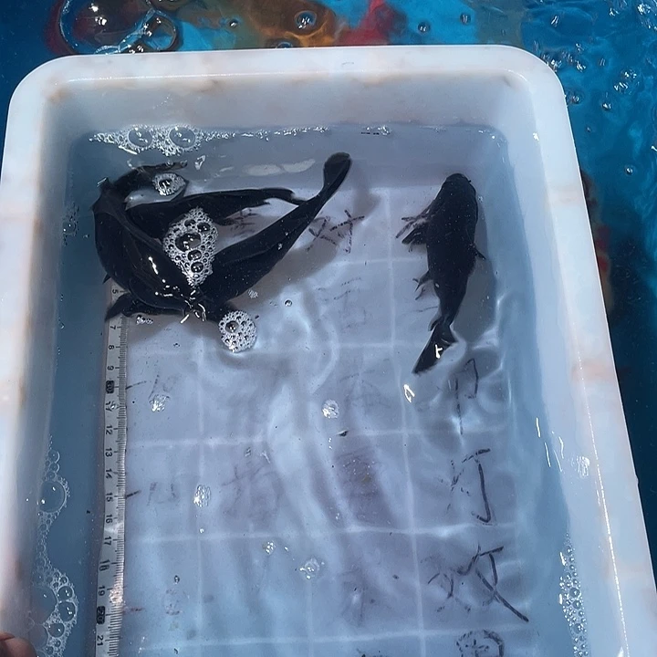 蝴蝶鲤鱼渔场直发51