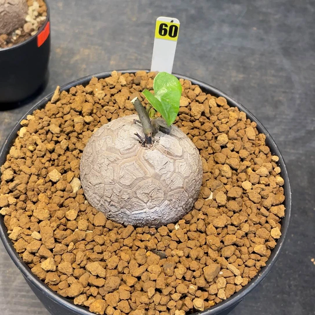 60号龟甲龙不退不换