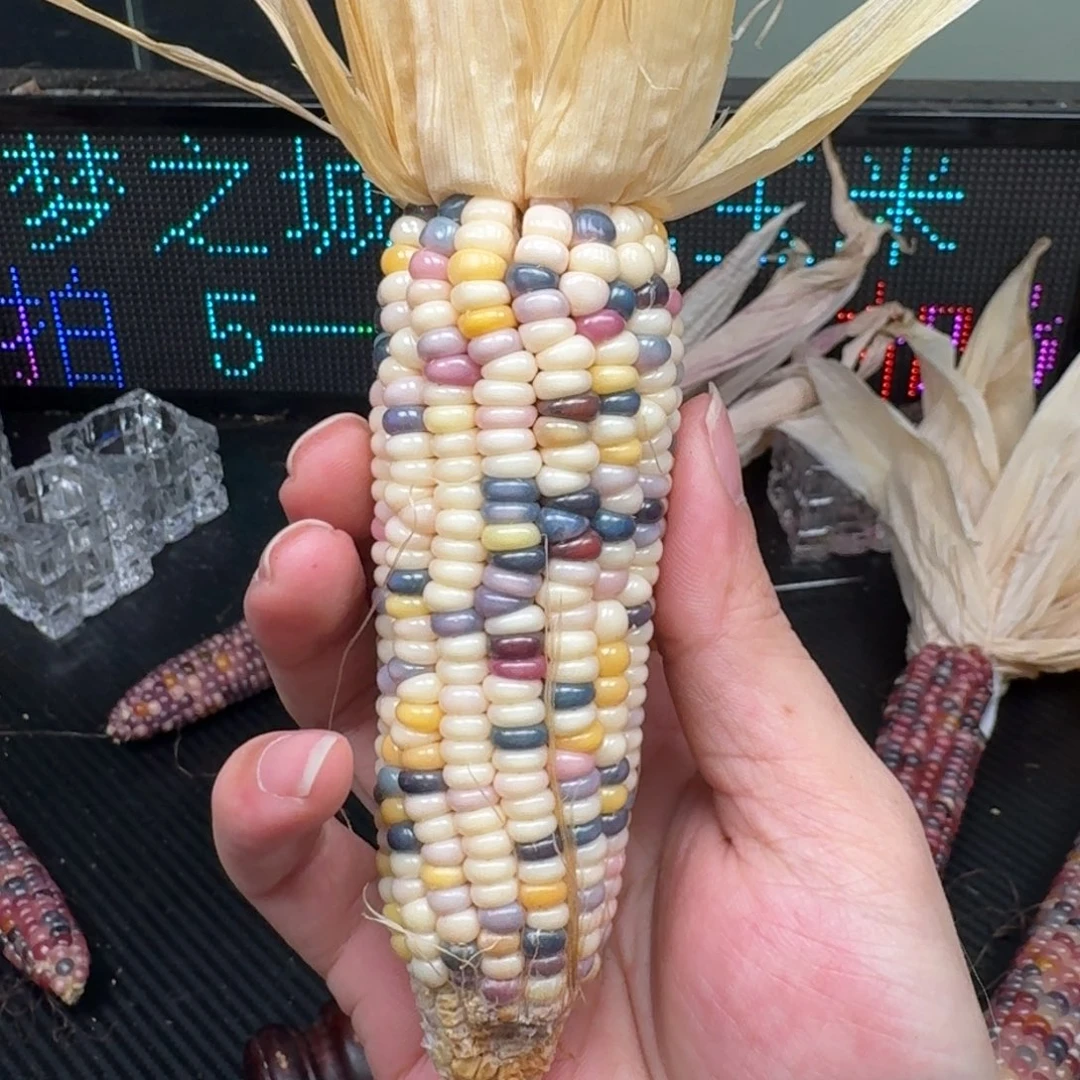 柏香籽/百香籽吊坠夕*