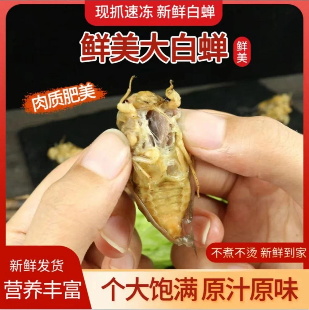 【顺丰包邮】新鲜白蝉刚脱壳新鲜白蝉知了猴营养丰富