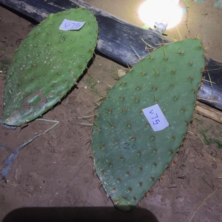 B***zV75两个仙人掌叶片35