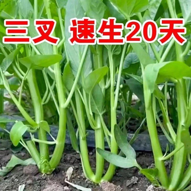 【5包包邮】高产三叉空心菜种子四季可种适合阳台盆栽菜园蔬菜种子