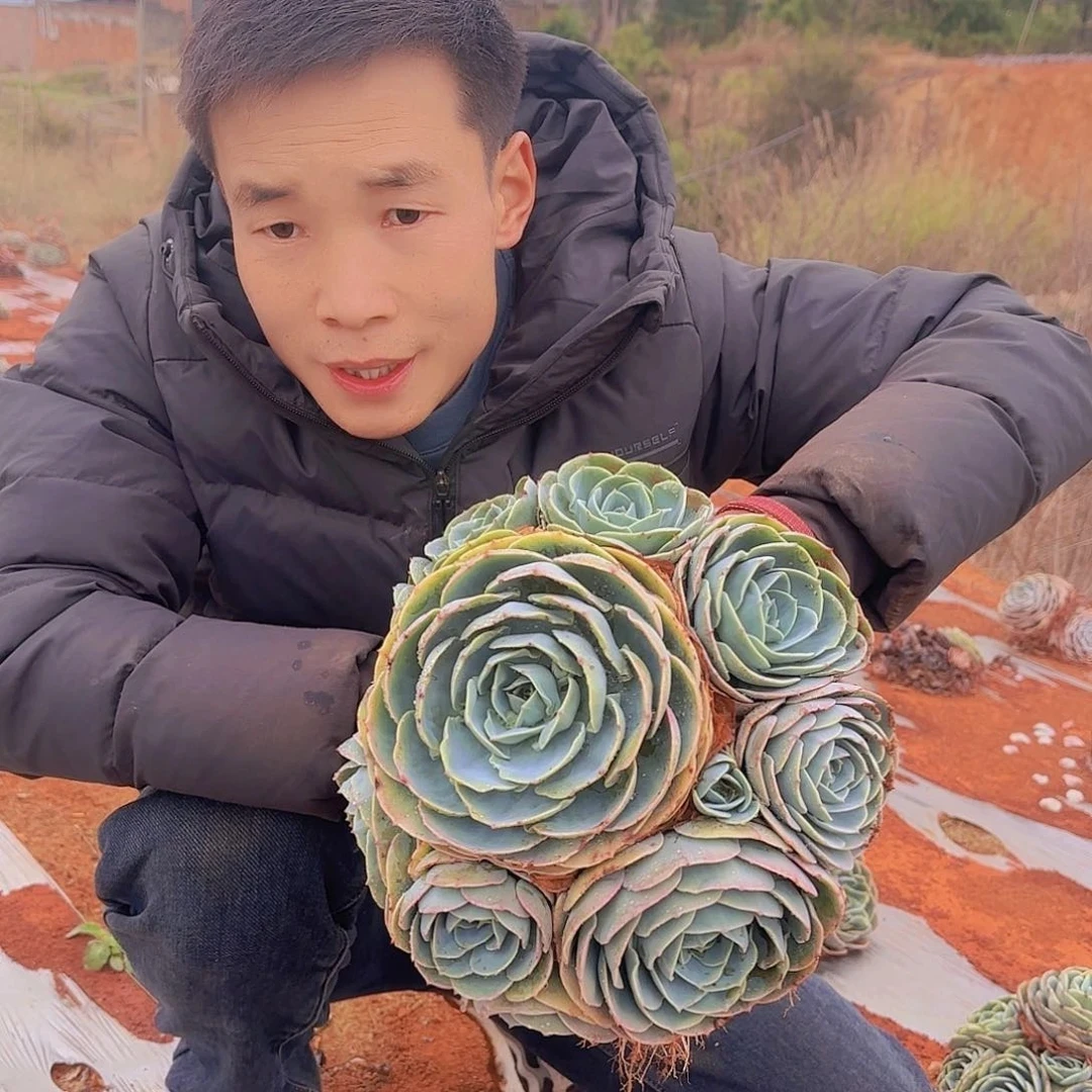 地栽玉蝶  新手好养多肉植物色彩状态空气净化庭院阳台