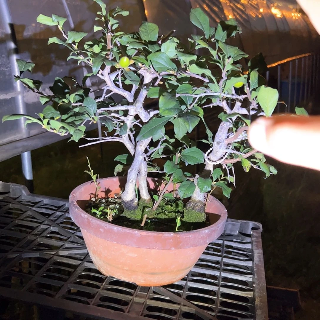 无花朵盆景不包邮98668