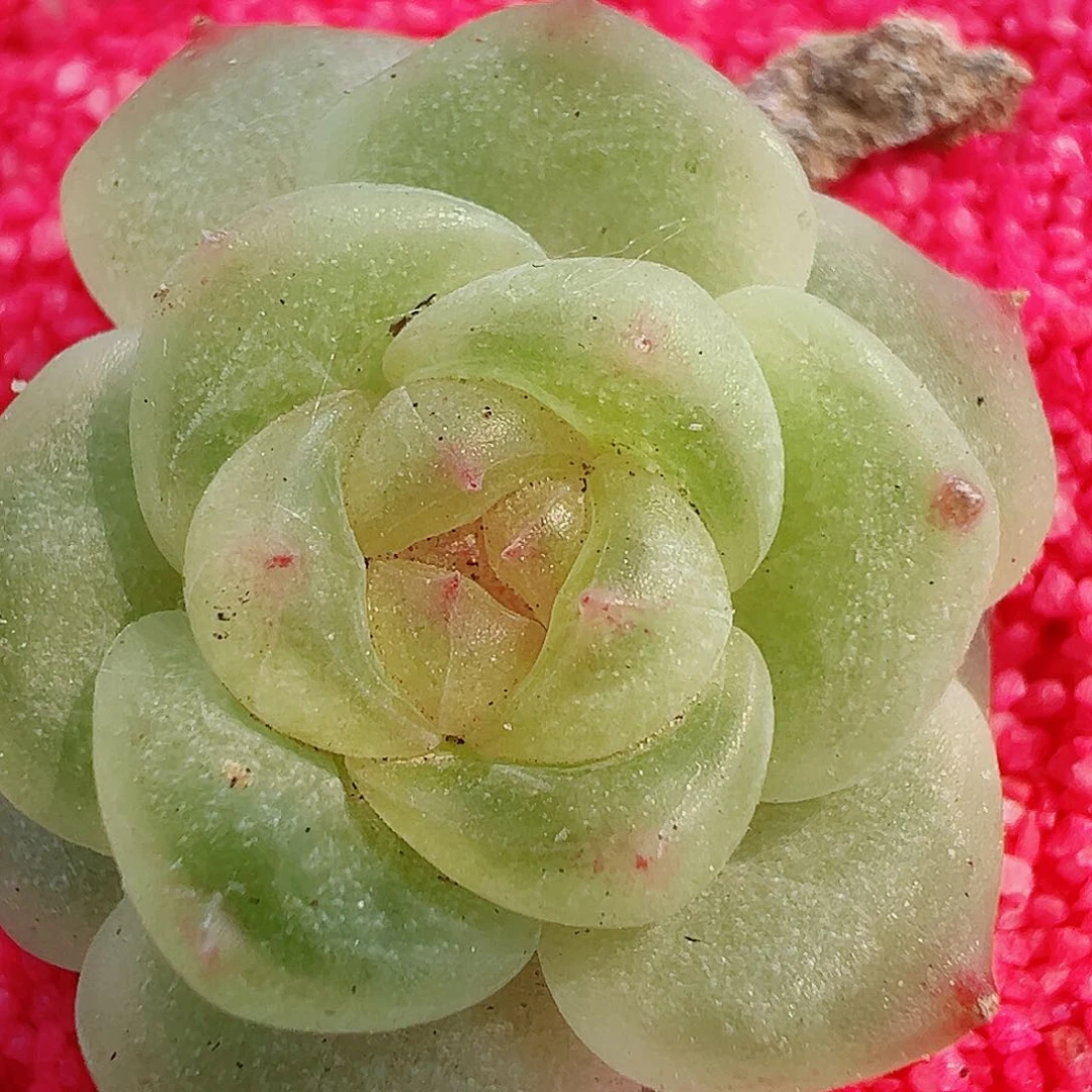 615哈哈哈哈哈哈哈哈