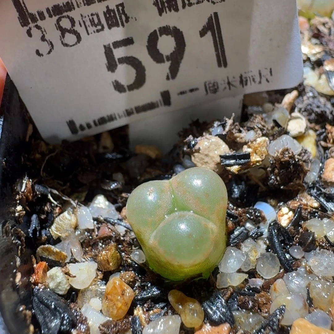 Sss新年福利款591黑眼