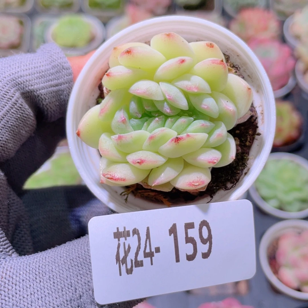 花利美24-159新品缀化
