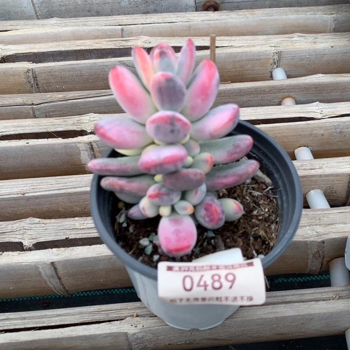 无花朵乒乓福娘锦0489