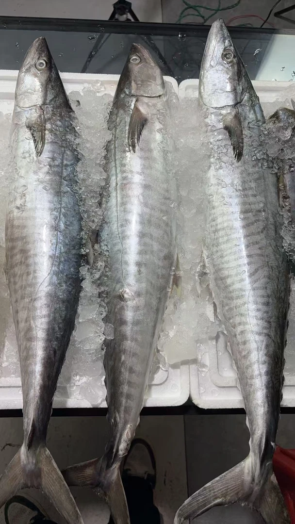 新鲜马鲛鱼整条4-10斤广东博贺港顺丰包邮