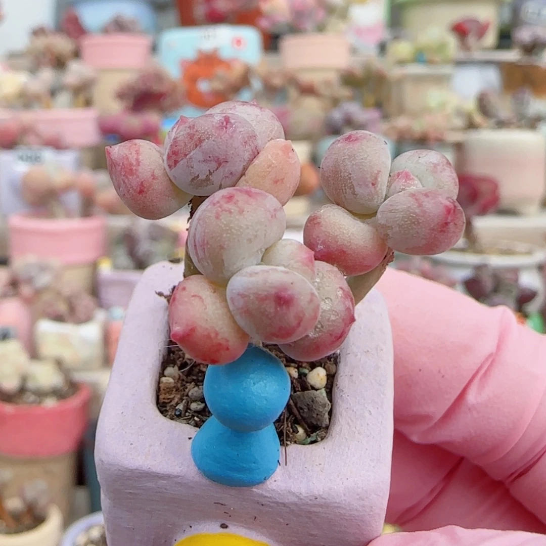 仙女彩虹奶 盆口2cm