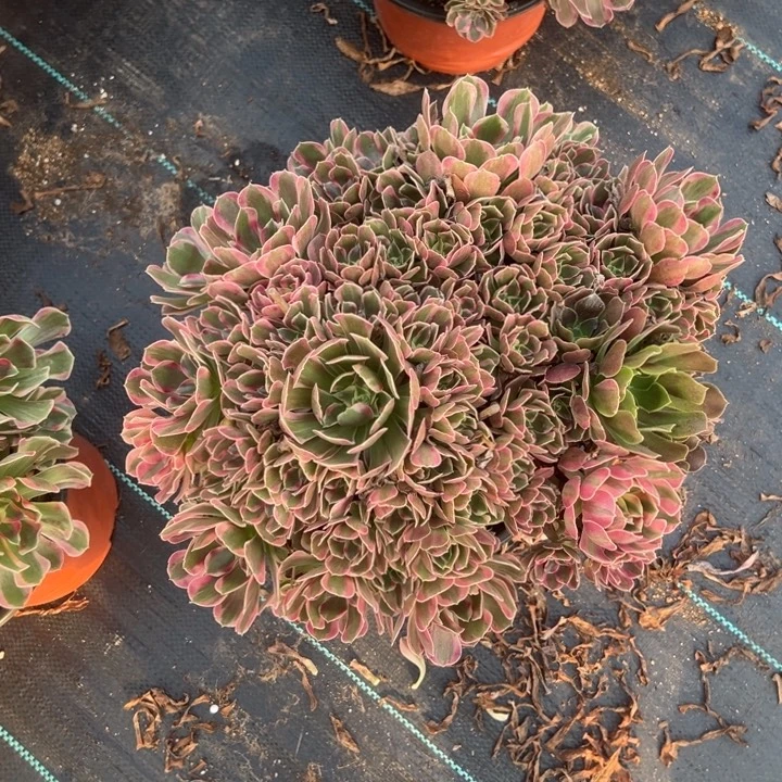 妖月多肉植物花花