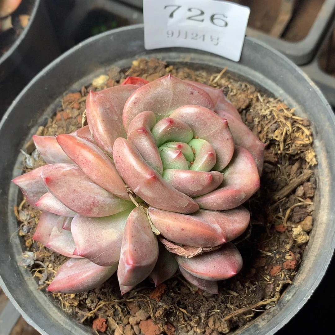 【闪购商品】云726号
