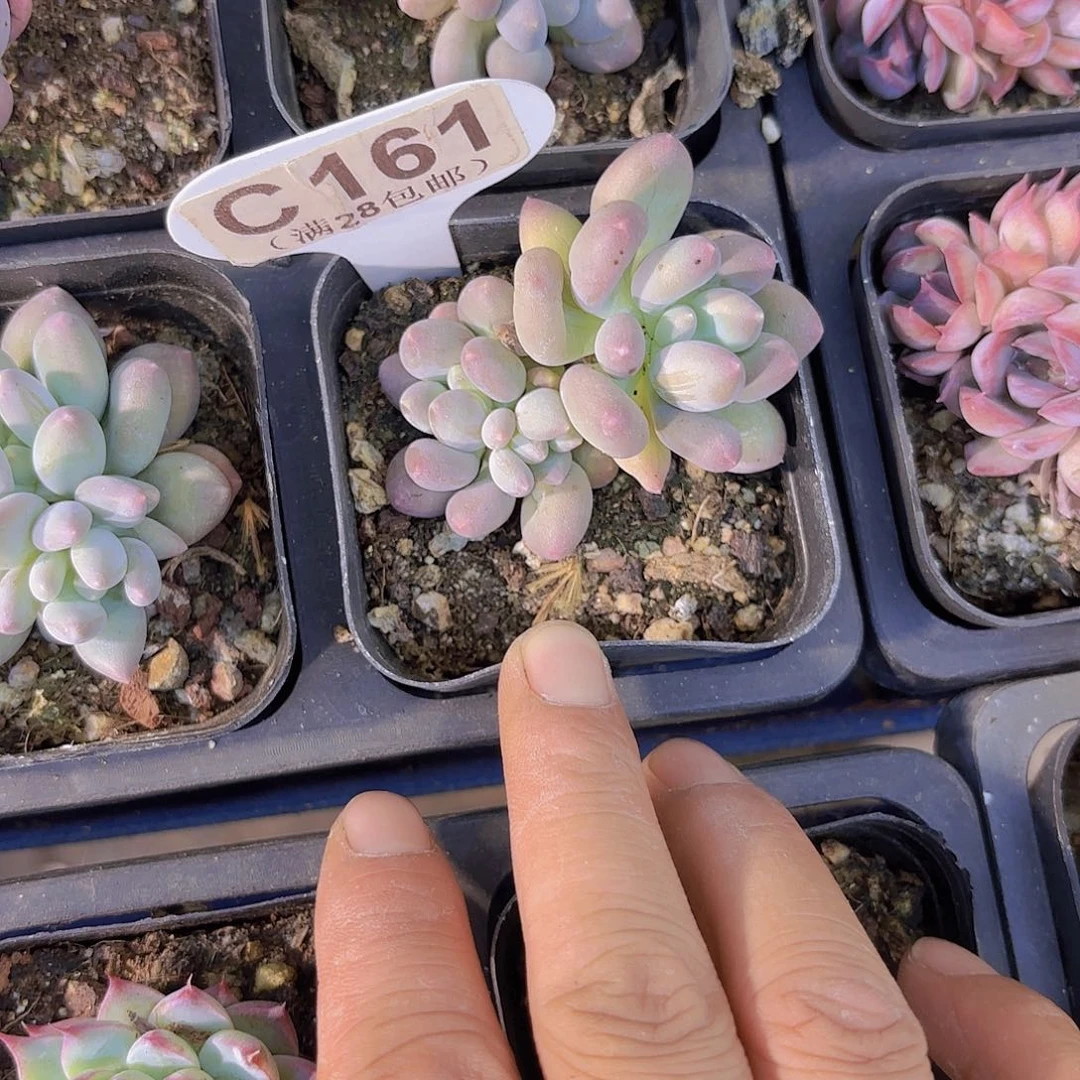 C161溜溜球一物一拍