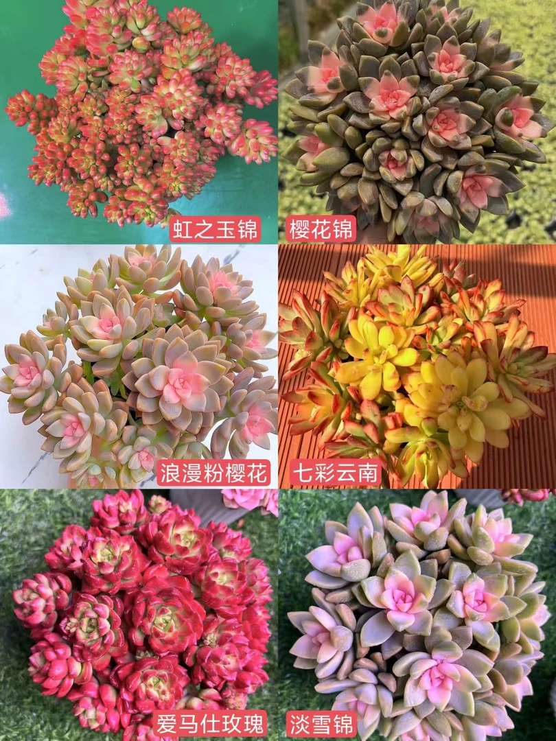 HS29-10满满一大箱 云南多肉基地直发 带盆带土 新手好养
