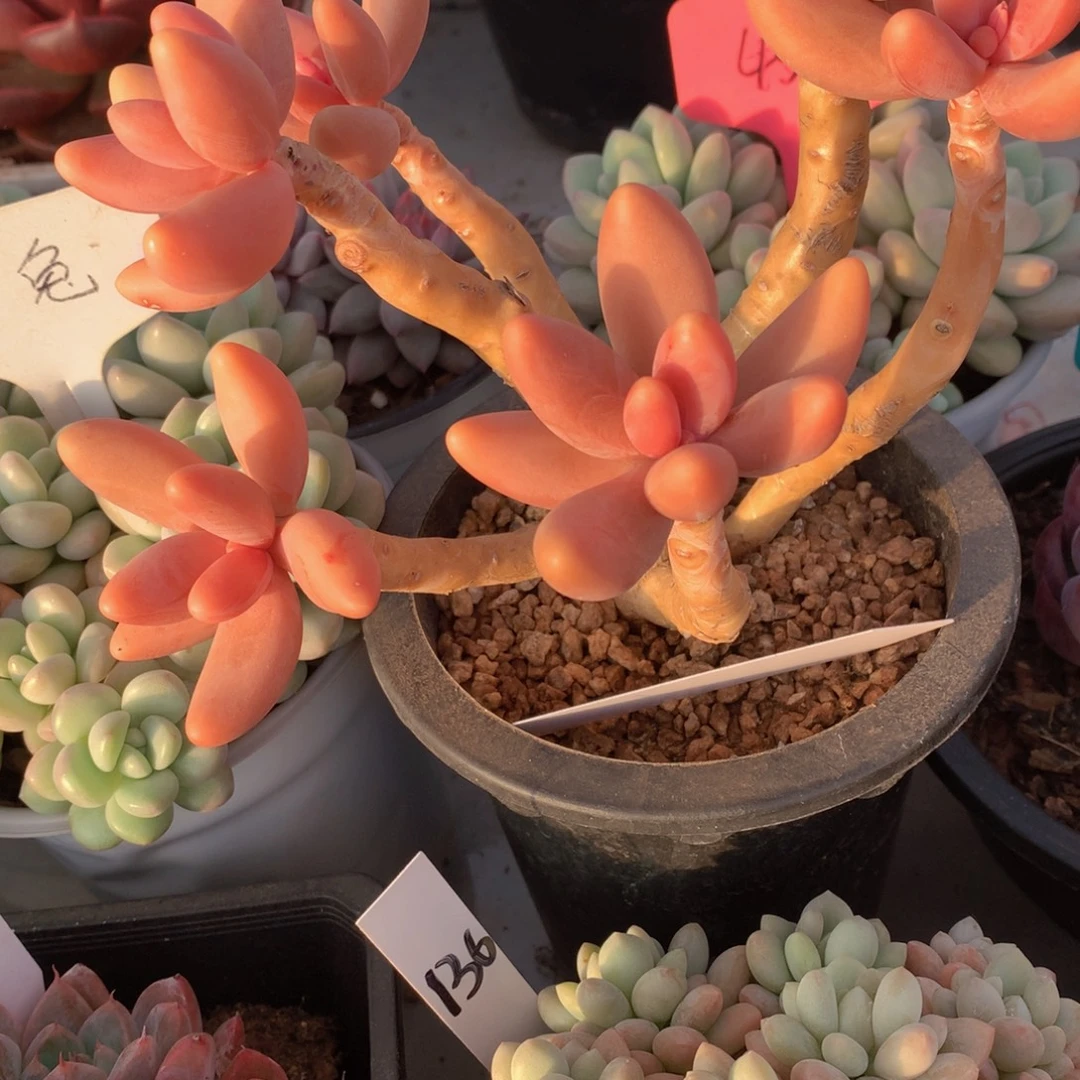 读肉皮鞋和欧727272737¥2