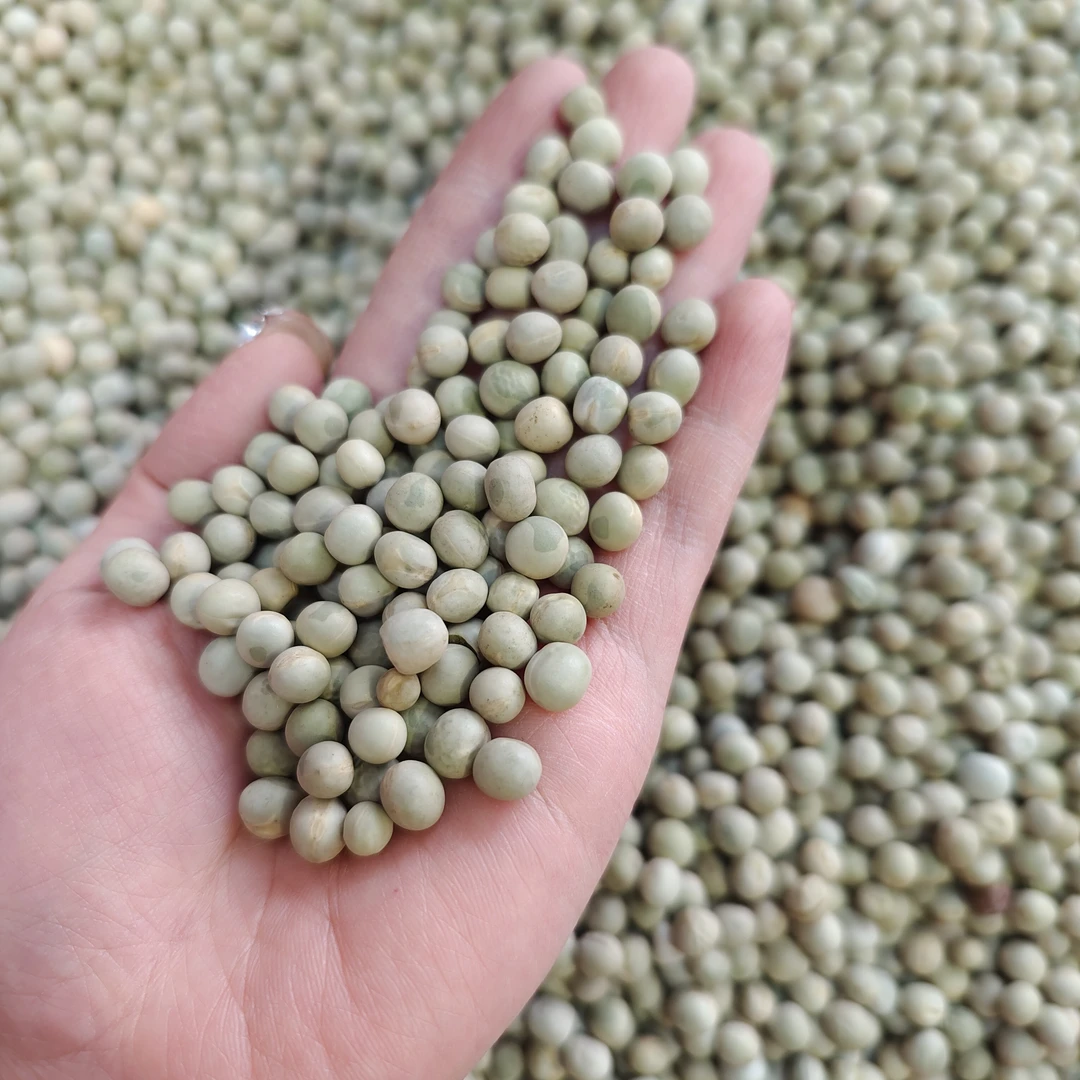 ［青兰豆］煲汤做菜茶煮饭煮粥都可以