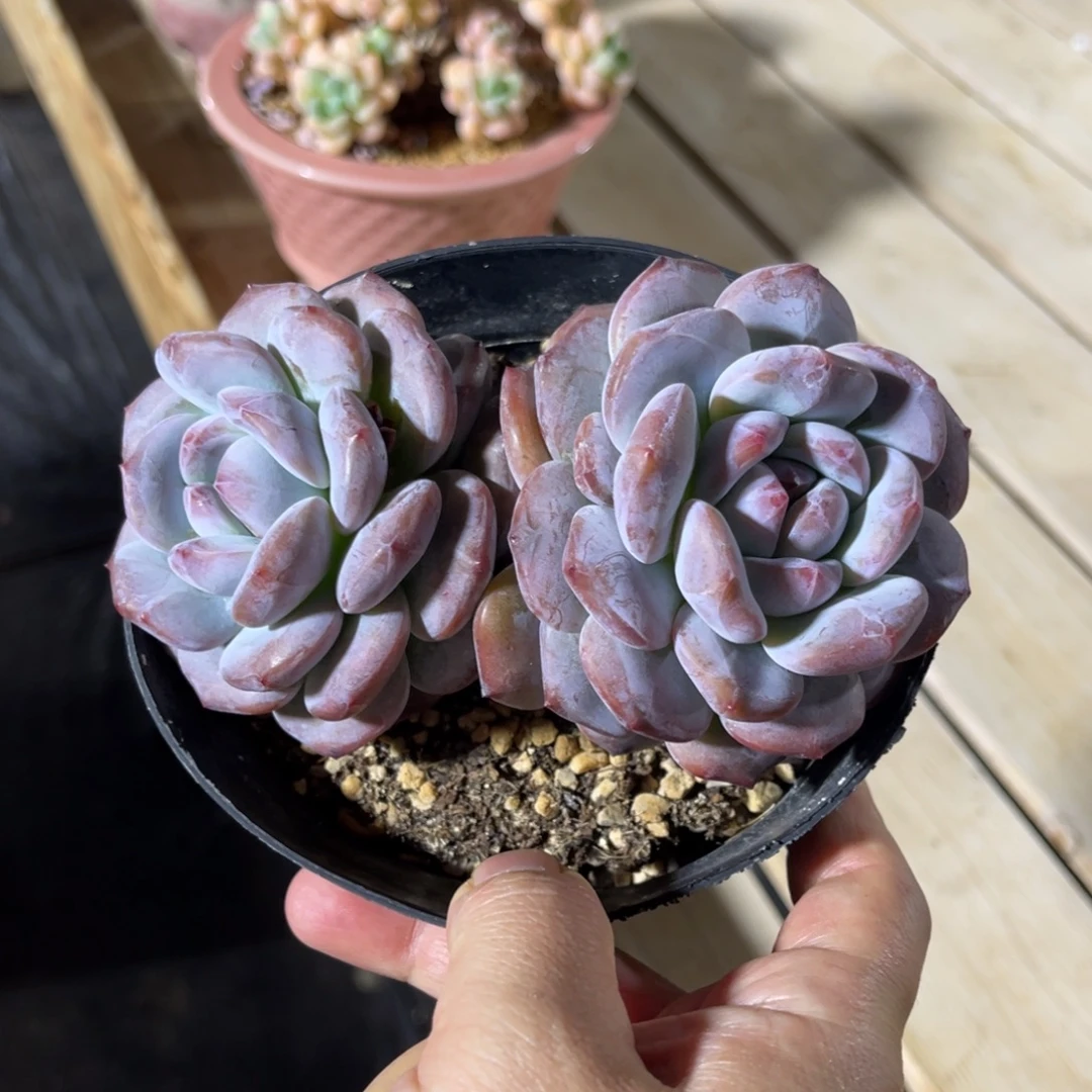 星影 一物一拍不支持退换