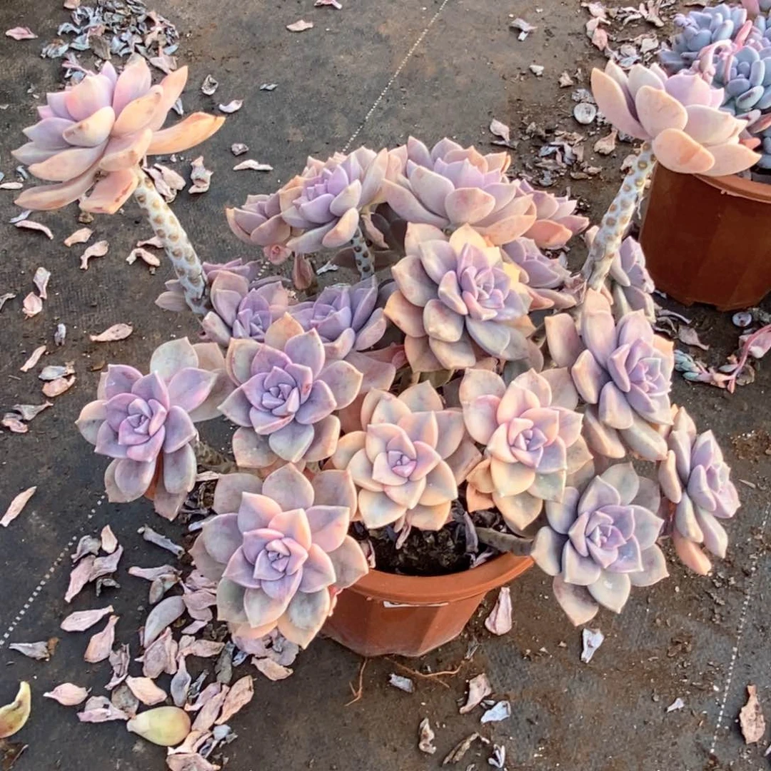 小**?074 一物一拍紫乐锦