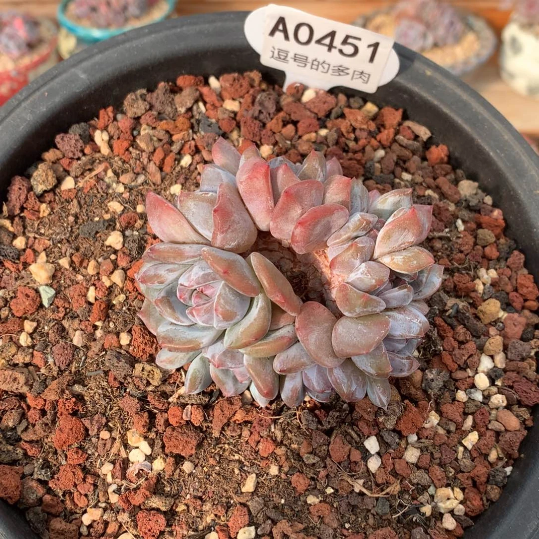 A0451 石榴籽朵缀 实生 8.5cm