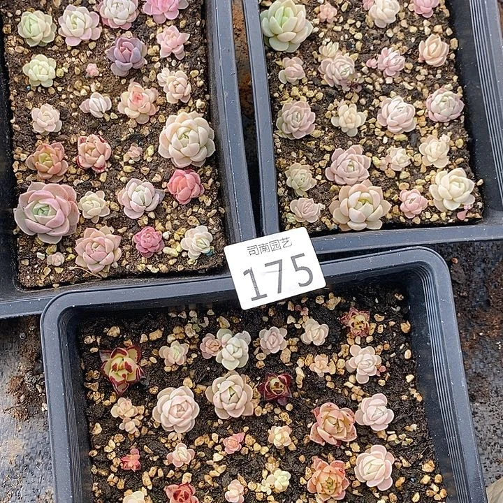 175 多肉植物盆栽花卉植物