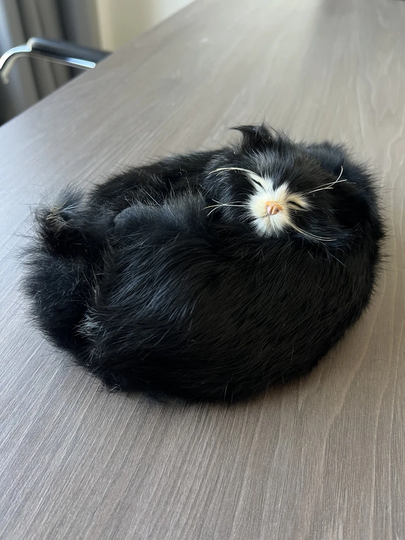 〖圆子〗大兴安岭小黑猫摆件迷你装饰仿真