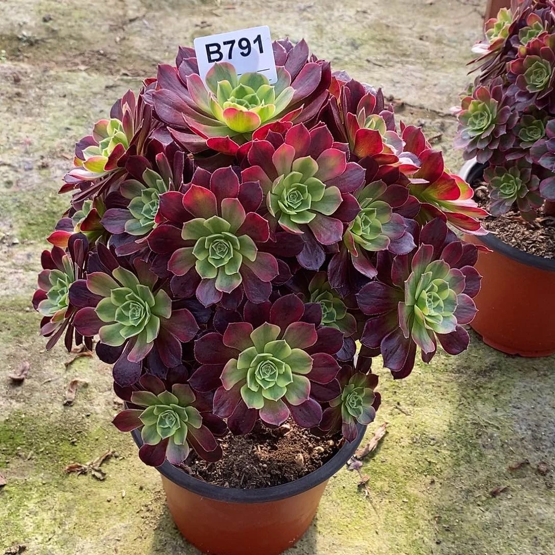 张***～安娜多肉植物791