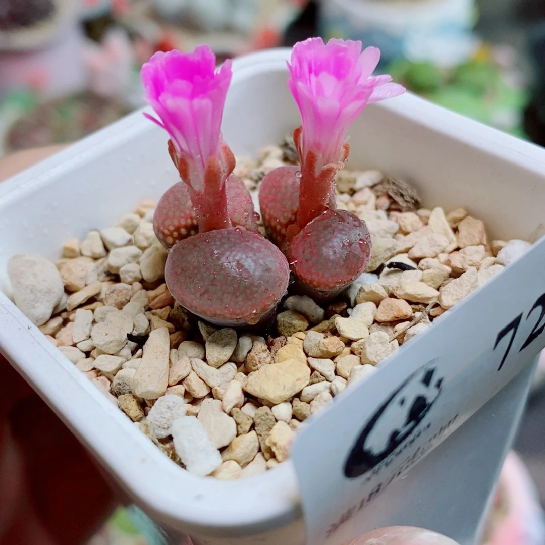 生石花花花花花728