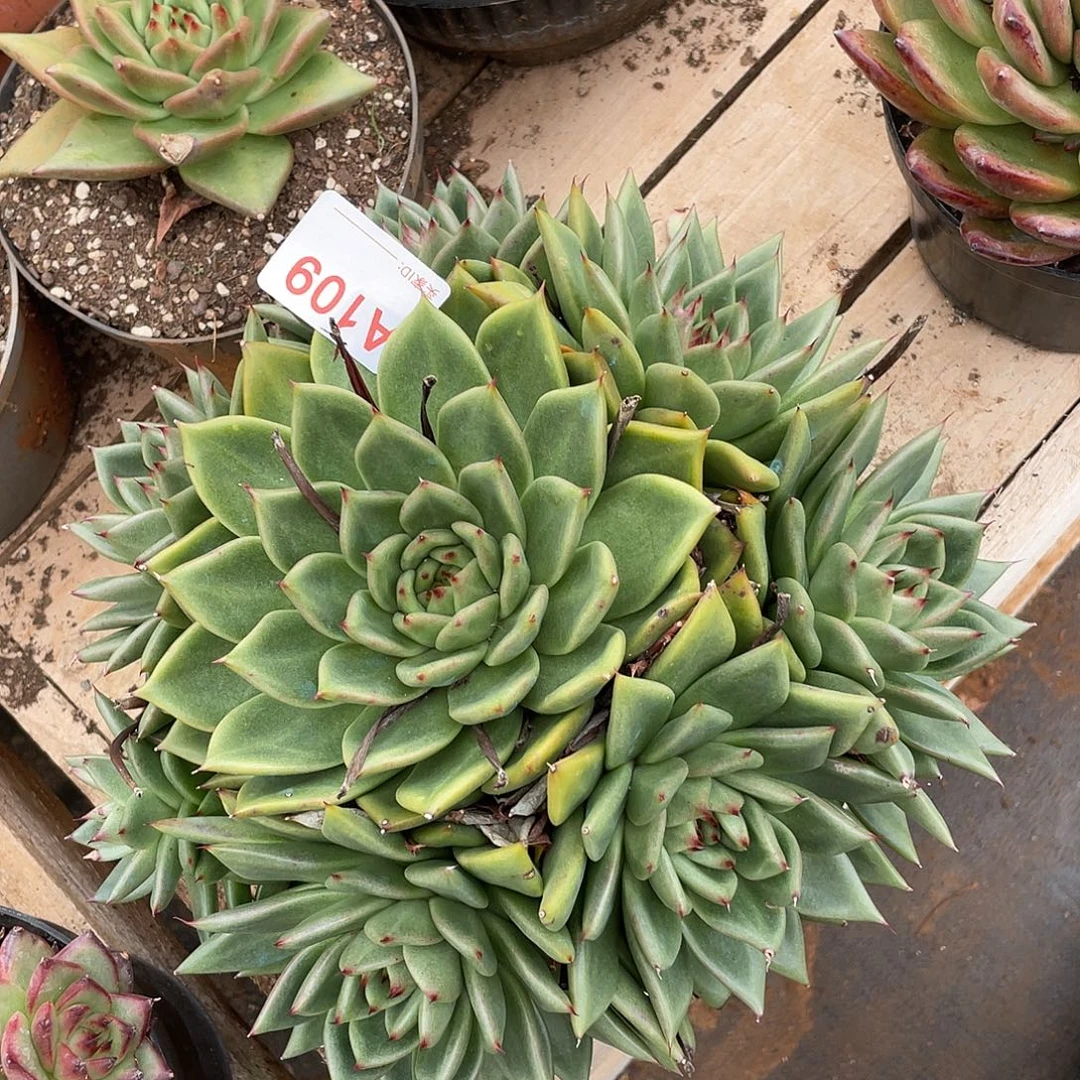 若如东云单拍A109
