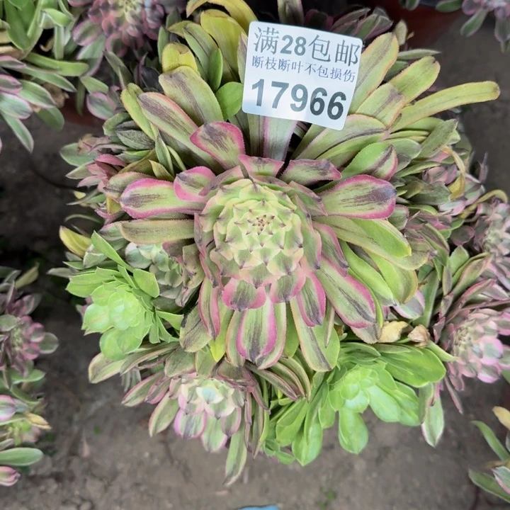 17966粉黛多肉植物
