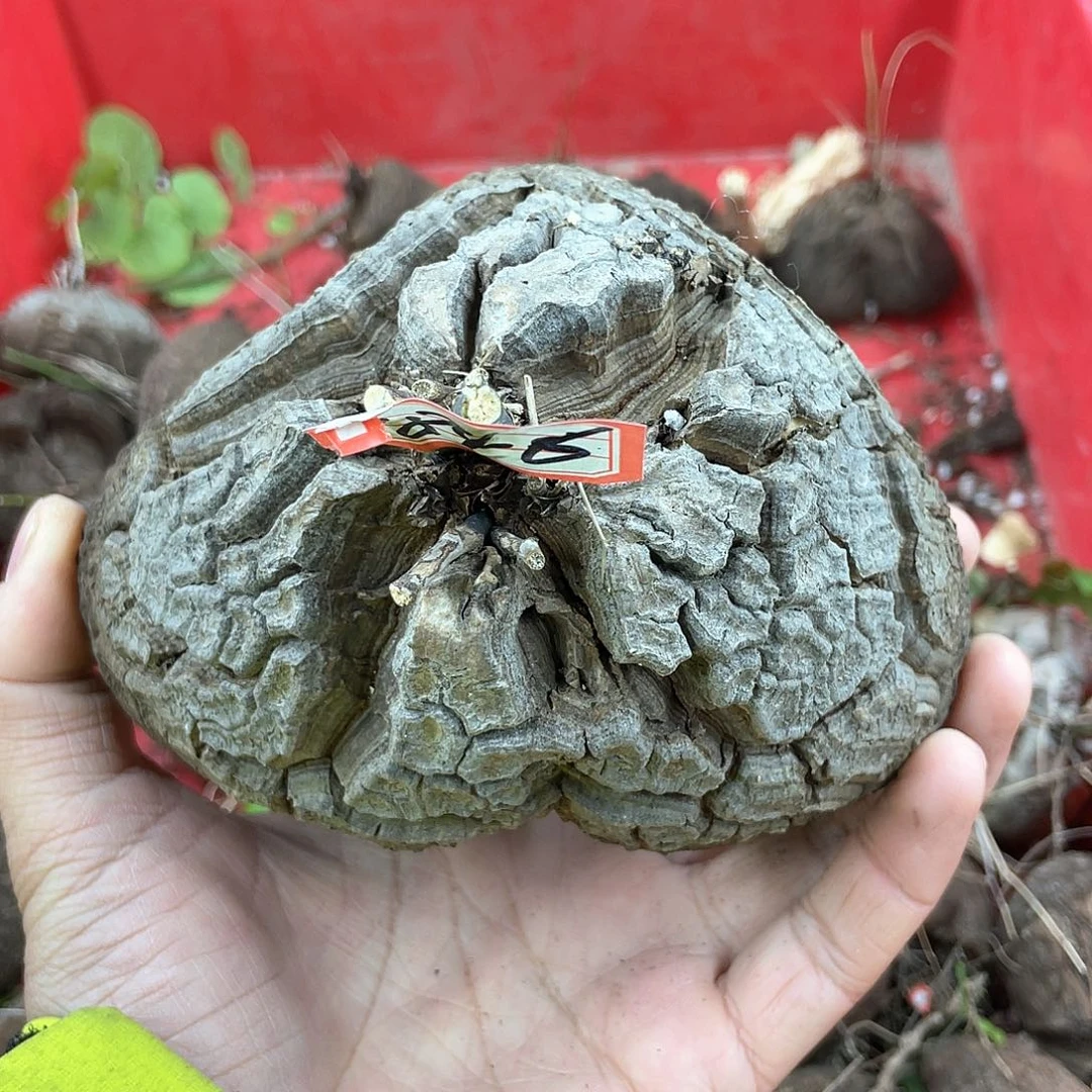 龟甲龙一物一拍1846号13.9cm