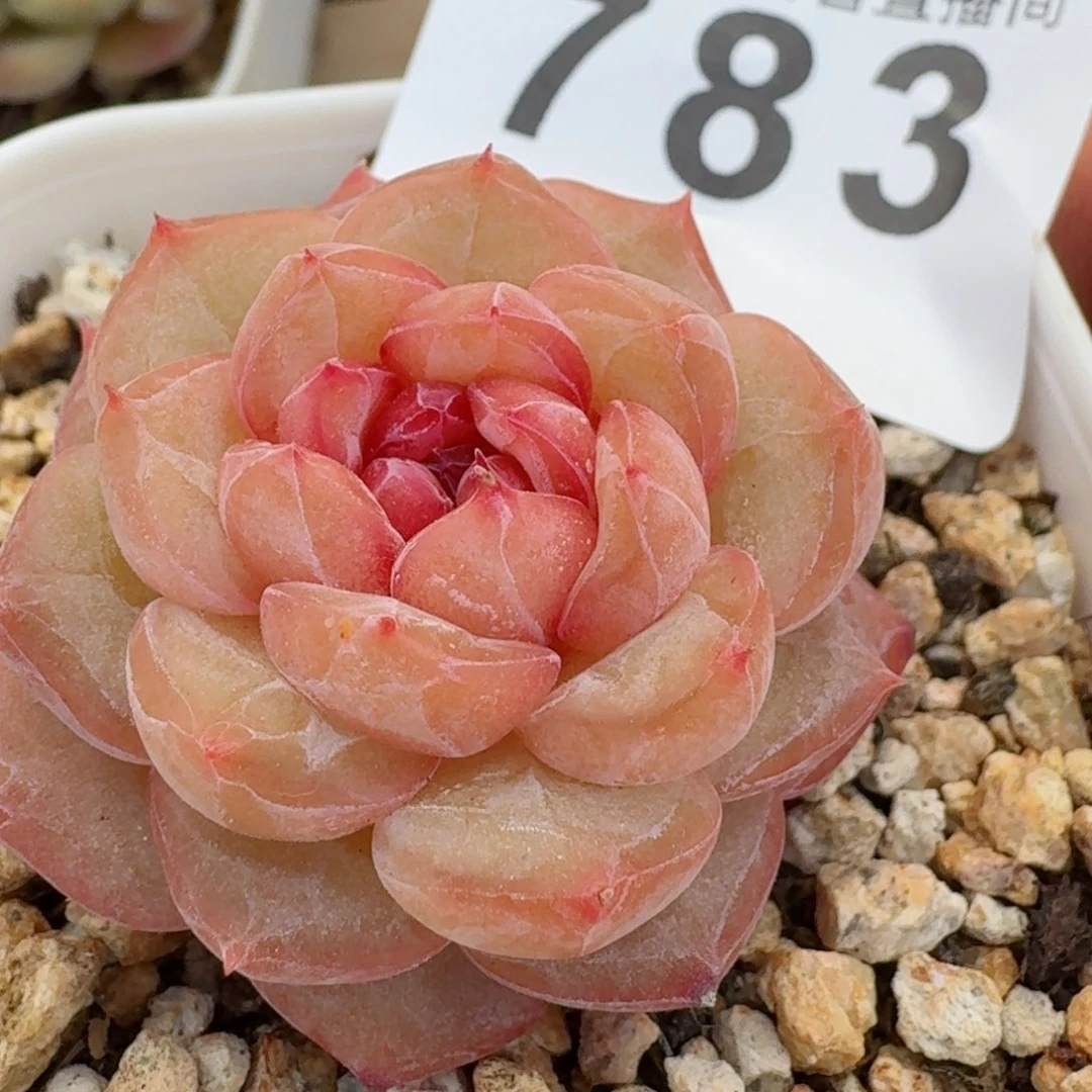 福利         精品多肉