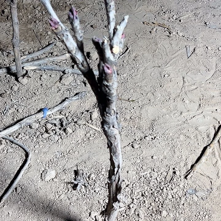 陌***玉完全开放黄冠中颗