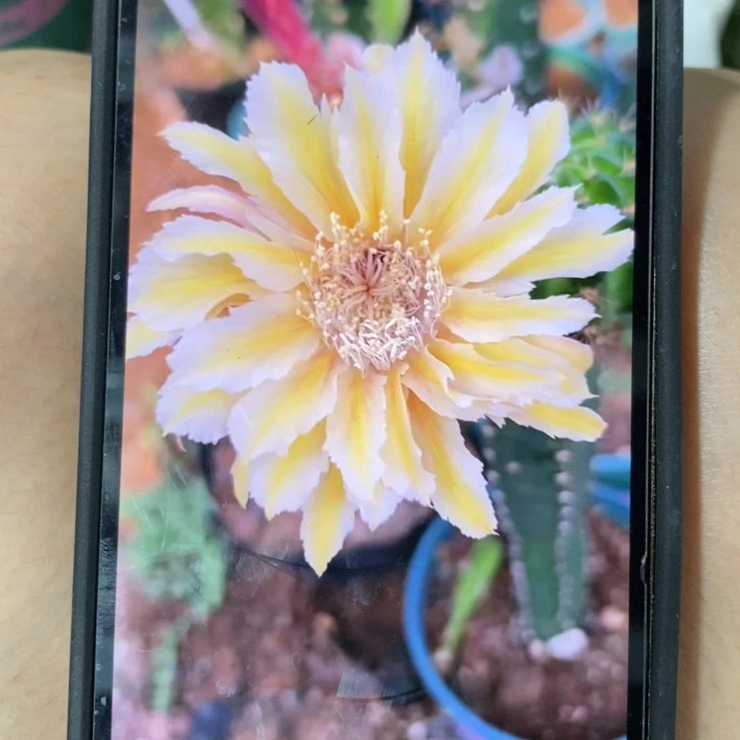 新品黄色风车七公分母本带花苞