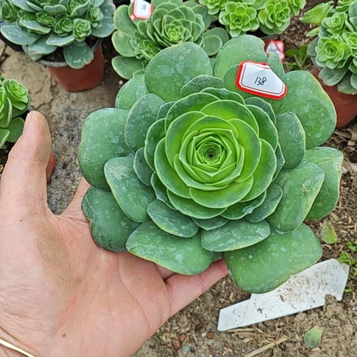 山地酒杯玫瑰 138