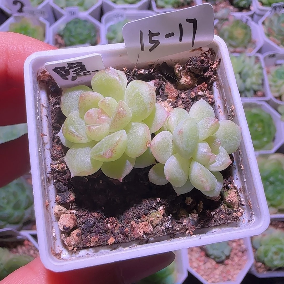 隐藏款财富密码15-17