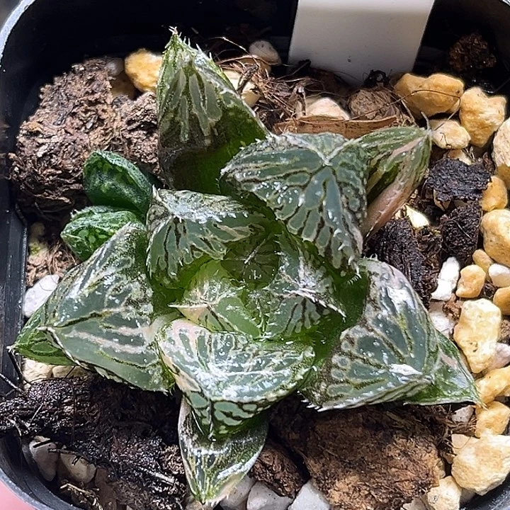 93双头大叶楼兰玉露锦