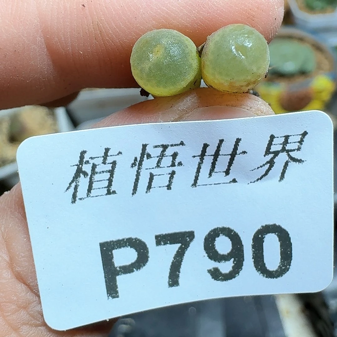 790盒多肉植物哇c v